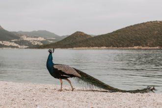 découvrez antalya, la perle de la méditerranée, célèbre pour ses plages idylliques, ses sites historiques fascinants et son ambiance chaleureuse. parfaits pour des vacances mémorables, les paysages pittoresques et la riche culture d'antalya vous attendent.