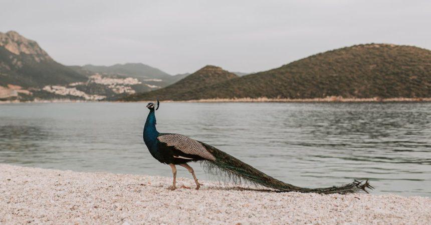 découvrez antalya, la perle de la méditerranée, célèbre pour ses plages idylliques, ses sites historiques fascinants et son ambiance chaleureuse. parfaits pour des vacances mémorables, les paysages pittoresques et la riche culture d'antalya vous attendent.