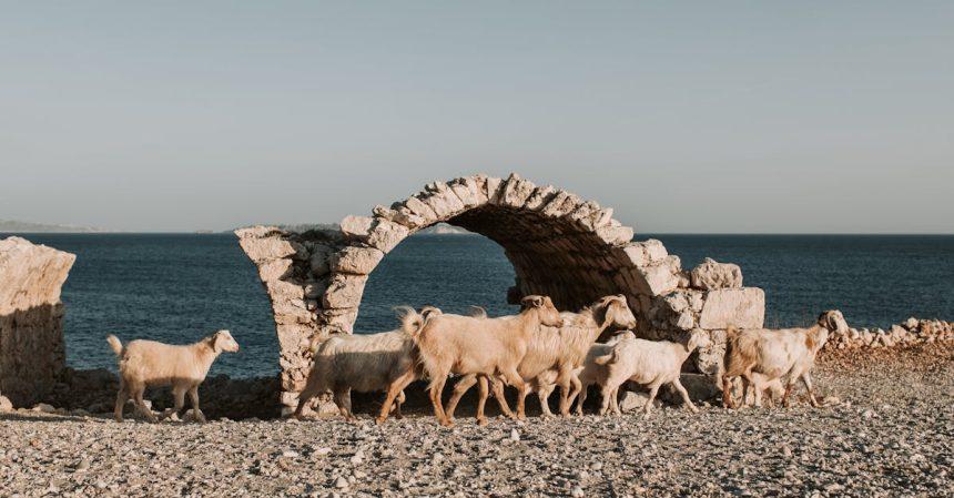 découvrez antalya, la perle de la côte turque, célèbre pour ses plages de sable fin, son riche patrimoine historique et ses paysages à couper le souffle. explorez des sites antiques, profitez de la cuisine locale savoureuse et vivez des moments inoubliables au cœur de cette destination estivale prisée.