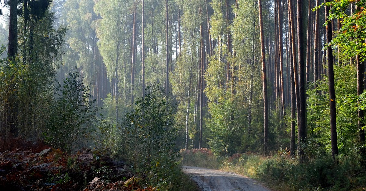 découvrez un monde secret où la nature s'épanouit dans toute sa splendeur. 'hidden paradise' vous plonge dans un refuge illustre, loin de l'agitation urbaine, où la tranquillité et la beauté sauvage se rencontrent. explorez des paysages enchanteurs et laissez-vous envoûter par la sérénité de ce lieu caché.