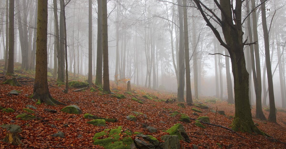 découvrez les événements incontournables de septembre, un mois de transition marqué par la rentrée, les changements de saison et des festivités variées. plongez dans l'ambiance automnale et explorez des idées d'activités à ne pas manquer.