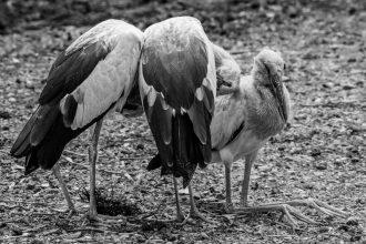 découvrez le monde fascinant des cigognes, ces majestueux oiseaux migrateurs. apprenez-en davantage sur leur habitat, leur comportement et leur rôle dans l'écosystème. explorez la beauté et les mystères des cigognes à travers des anecdotes et des faits intéressants.