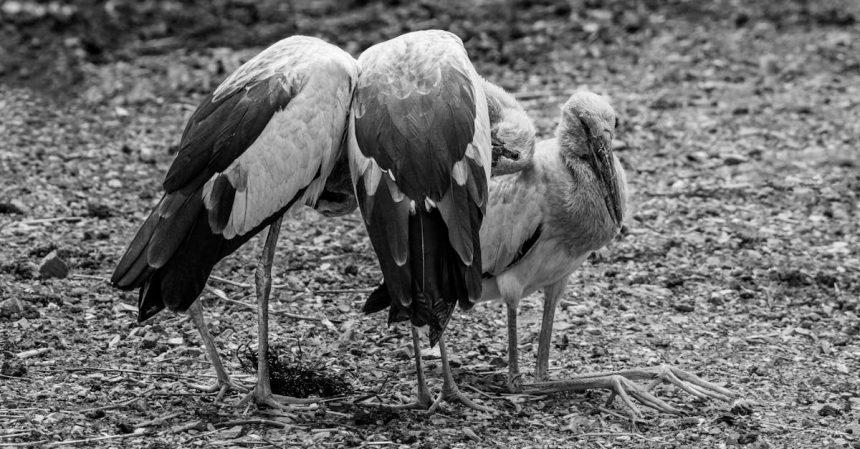 découvrez le monde fascinant des cigognes, ces majestueux oiseaux migrateurs. apprenez-en davantage sur leur habitat, leur comportement et leur rôle dans l'écosystème. explorez la beauté et les mystères des cigognes à travers des anecdotes et des faits intéressants.