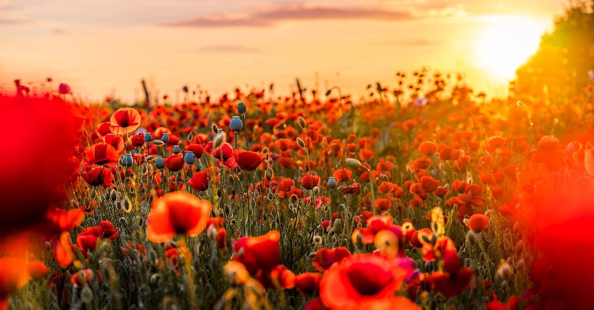 découvrez le sens et l'importance de l'anzac day, une journée commémorative célébrée en australie et en nouvelle-zélande pour honorer les soldats tombés lors de la première guerre mondiale et les conflits ultérieurs. plongez dans l'histoire, les traditions et les cérémonies qui rendent hommage à ce jour mémorable.