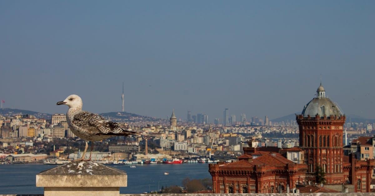 découvrez une sélection des meilleurs hôtels du bosphore, alliant confort et vue imprenable sur l'un des plus beaux paysages d'istanbul. trouvez l'hébergement idéal pour un séjour inoubliable au cœur de cette ville fascinante.