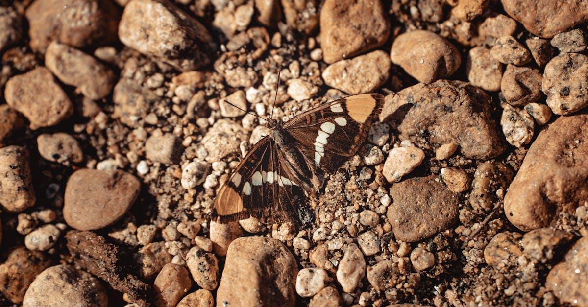 découvrez la vallée des papillons, un havre de paix naturel où la diversité des espèces de papillons émerveille les visiteurs. plongez dans un cadre enchanteur de paysages verdoyants et de cascades, idéal pour la randonnée et l'observation de la faune. une expérience inoubliable vous attend au cœur de ce refuge de beauté.