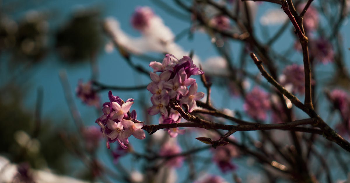 découvrez l'univers fascinant de daphne, une plante aux fleurs parfumées et colorées. explorez ses variétés, ses soins et ses nombreux usages en jardinage pour embellir votre espace extérieur.