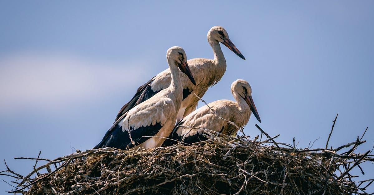 découvrez l'univers fascinant des cigognes, ces magnifiques oiseaux migrateurs qui symbolisent la chance et la fécondité. apprenez tout sur leurs comportements, leurs habitats et leur rôle essentiel dans l'écosystème.