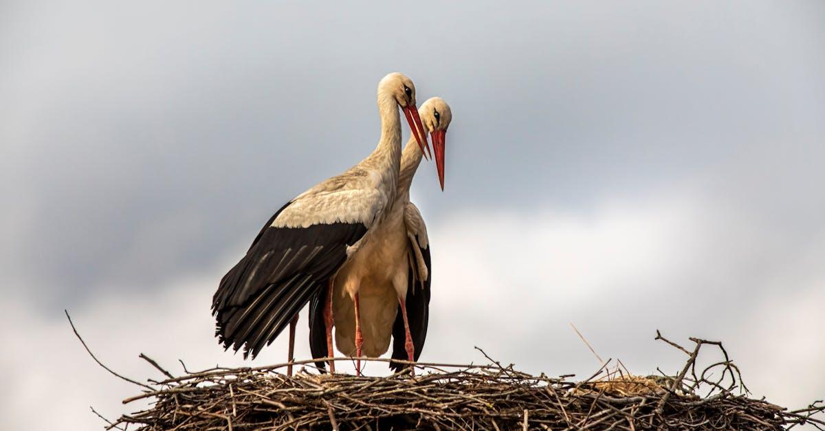 découvrez le fascinant monde des cigognes, ces oiseaux majestueux connus pour leurs migrations impressionnantes et leur rôle symbolique dans le folklore. apprenez tout sur leur habitat, leur comportement et les efforts de conservation pour préserver cette espèce emblématique.