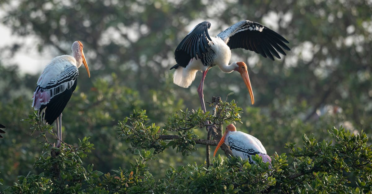 découvrez l'univers fascinant des cigognes, ces oiseaux majestueux symboles de bonne fortune. apprenez tout sur leur habitat, leur migration et leur rôle dans l'écosystème. plongez dans le monde des cigognes avec nos articles enrichissants et captivants.