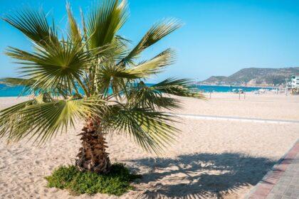 découvrez les plages envoûtantes d'alanya, où le sable doré rencontre les eaux cristallines de la méditerranée. profitez d'activités nautiques, de moments de détente au soleil et de paysages à couper le souffle dans cette destination incontournable de la turquie.