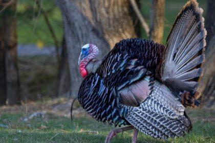 découvrez l'est de la turquie, une région riche en culture, histoire et paysages époustouflants. explorez ses sites archéologiques fascinants, ses traditions uniques et ses délicieuses spécialités culinaires qui font de cette destination un incontournable pour les aventuriers en quête d'authenticité.