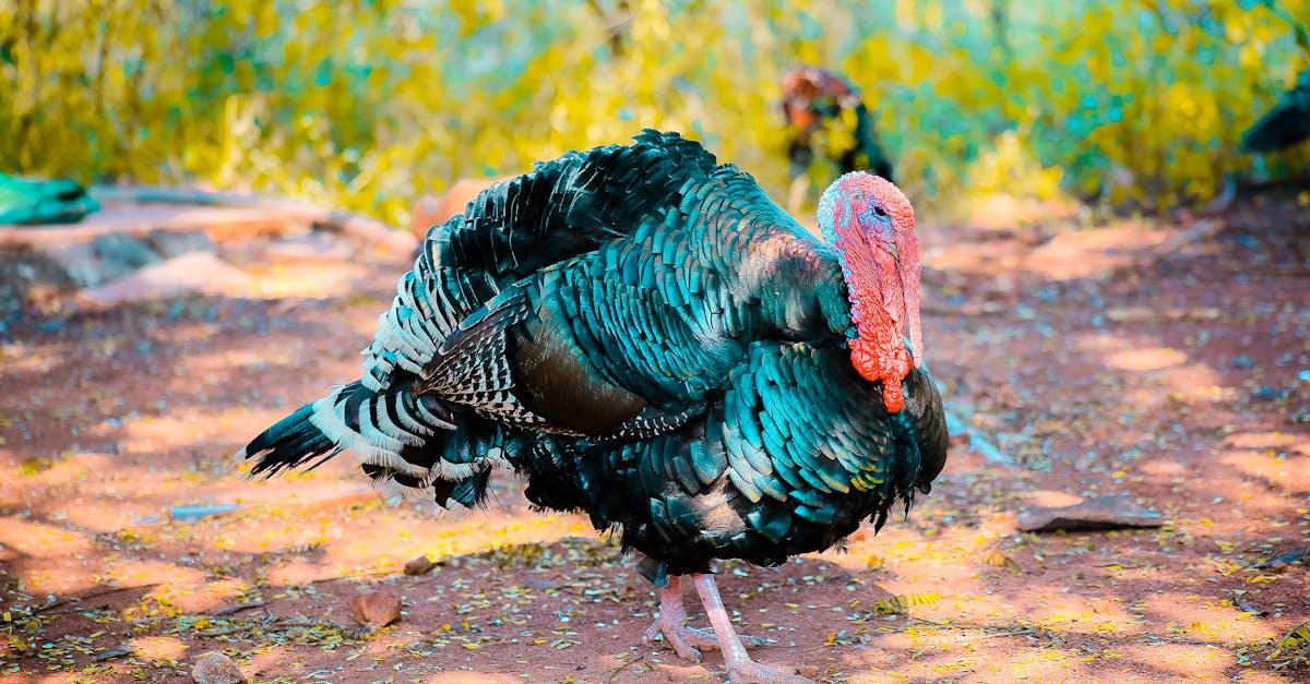 découvrez tout sur la turquie : son histoire riche, sa culture vibrante, ses paysages époustouflants et sa délicieuse cuisine. que vous planifiez un voyage ou que vous souhaitiez en apprendre davantage sur ce pays fascinant, trouvez ici des informations complètes et inspirantes.