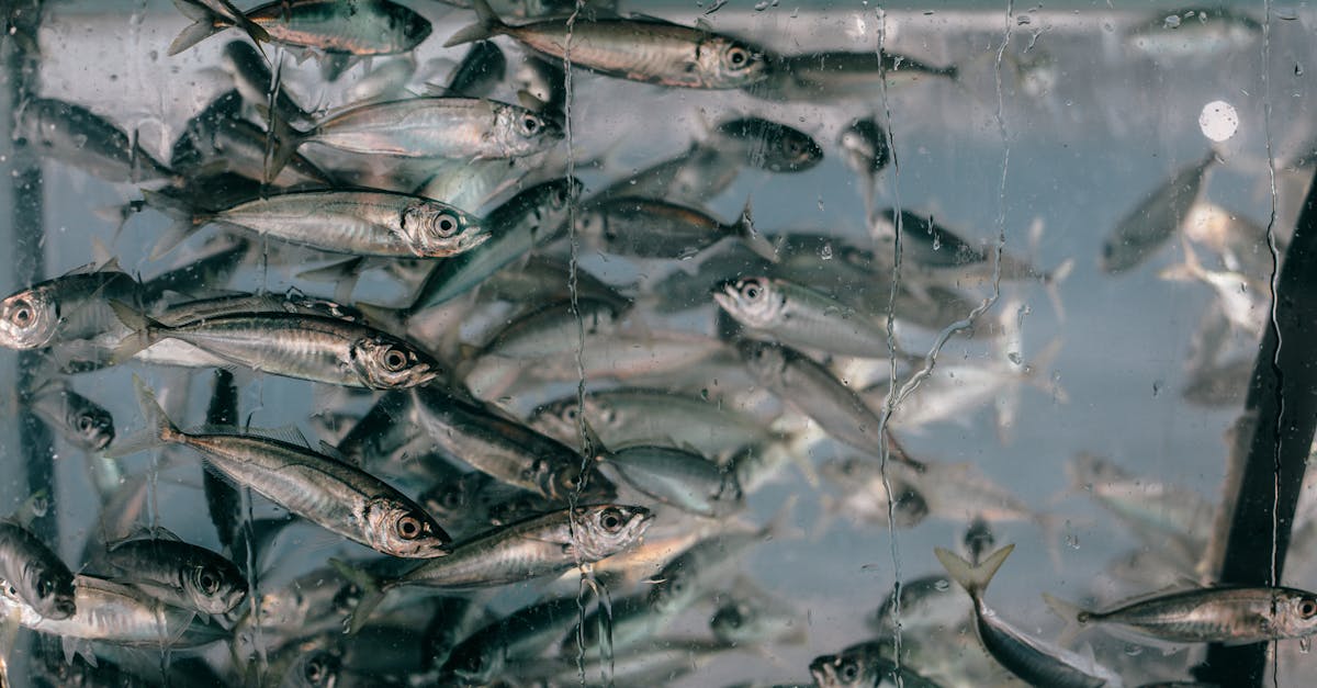 découvrez les meilleures adresses à istanbul pour déguster des plats de poisson abordables. savourez des recettes délicieuses et fraîches qui raviront vos papilles sans faire flamber votre budget.