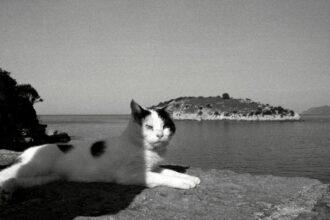 amasra est une charmante ville balnéaire turque située sur la côte de la mer noire, réputée pour ses plages pittoresques, ses vestiges historiques et sa délicieuse cuisine locale. découvrez ce joyau caché où la culture se mêle à la beauté naturelle.
