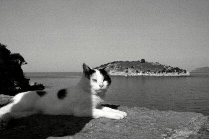 amasra est une charmante ville balnéaire turque située sur la côte de la mer noire, réputée pour ses plages pittoresques, ses vestiges historiques et sa délicieuse cuisine locale. découvrez ce joyau caché où la culture se mêle à la beauté naturelle.