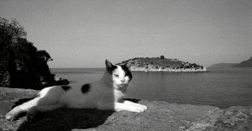 amasra est une charmante ville balnéaire turque située sur la côte de la mer noire, réputée pour ses plages pittoresques, ses vestiges historiques et sa délicieuse cuisine locale. découvrez ce joyau caché où la culture se mêle à la beauté naturelle.