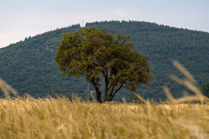 découvrez burdur, une ville pittoresque de la turquie, célèbre pour ses paysages naturels époustouflants, ses lacs cristallins et sa riche histoire culturelle. explorez ses attractions uniques, de l'architecture ancienne à la gastronomie locale, et vivez une expérience inoubliable au cœur de cette destination fascinante.