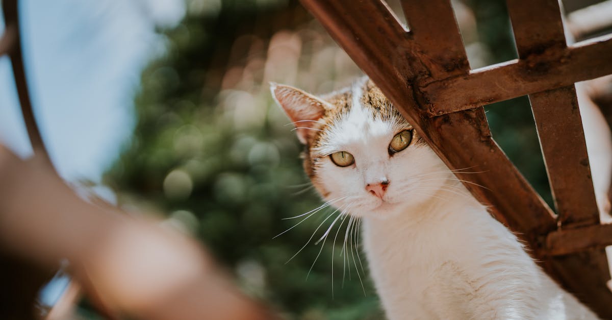 découvrez l'univers fascinant de la chimère, une créature mythique alliant diverses parties d'animaux. explorez son histoire, ses symbolismes et sa représentation dans la culture et l'art.