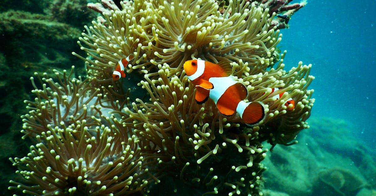 découvrez le monde fascinant de la plongée sous-marine : explorez des paysages marins époustouflants, rencontrez une faune aquatique incroyable et vivez des aventures inoubliables dans les profondeurs océaniques.