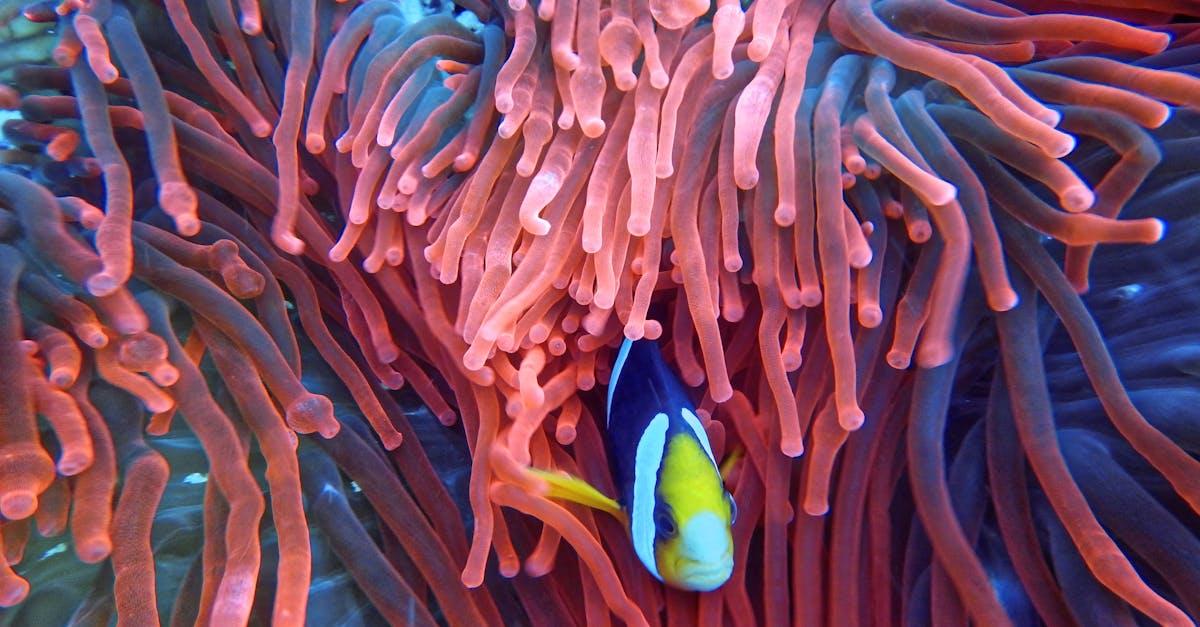 découvrez l'univers fascinant de la plongée sous-marine avec nos guides, conseils et destinations incontournables. que vous soyez débutant ou plongeur expérimenté, explorez les merveilles aquatiques qui vous attendent.