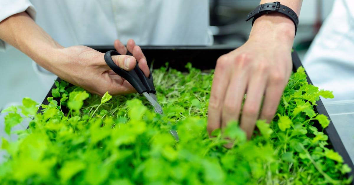 découvrez l'univers fascinant des serres : un espace idéal pour cultiver des plantes tout au long de l'année. apprenez-en plus sur les différents types de serres, leurs avantages et comment les installer pour optimiser votre jardinage.