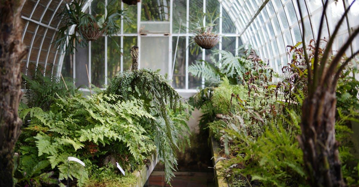 découvrez l'univers des serres : un guide complet pour optimiser la culture de vos plantes, maximiser votre récolte et tirer parti des dernières techniques de jardinage en intérieur et extérieur.