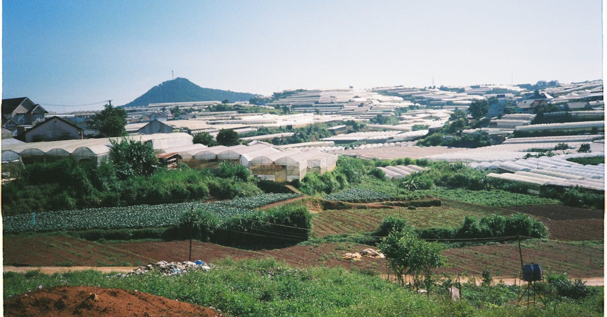 découvrez l'univers des serres : un guide complet sur les différents types de serres, leurs avantages pour la culture végétale, et des conseils pratiques pour optimiser votre jardinage sous serre. apprenez à créer un environnement idéal pour vos plantes tout au long de l'année.