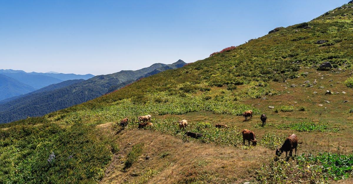 découvrez les plus belles randonnées à travers des paysages à couper le souffle. que vous soyez amateur de montagnes, de forêts ou de sentiers côtiers, trouvez l'aventure qui vous convient et préparez-vous à explorer la nature comme jamais auparavant.