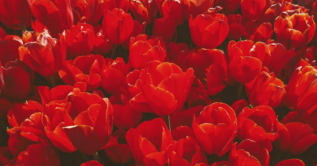 découvrez la magie du festival des tulipes d'istanbul, un événement annuel coloré célébrant la beauté des tulipes au cœur de la ville. profitez de spectacles, d'expositions et d'activités familiales tout en admirant des millions de tulipes en fleurs dans les parcs emblématiques d'istanbul. un incontournable pour les amoureux de la nature et de la culture!