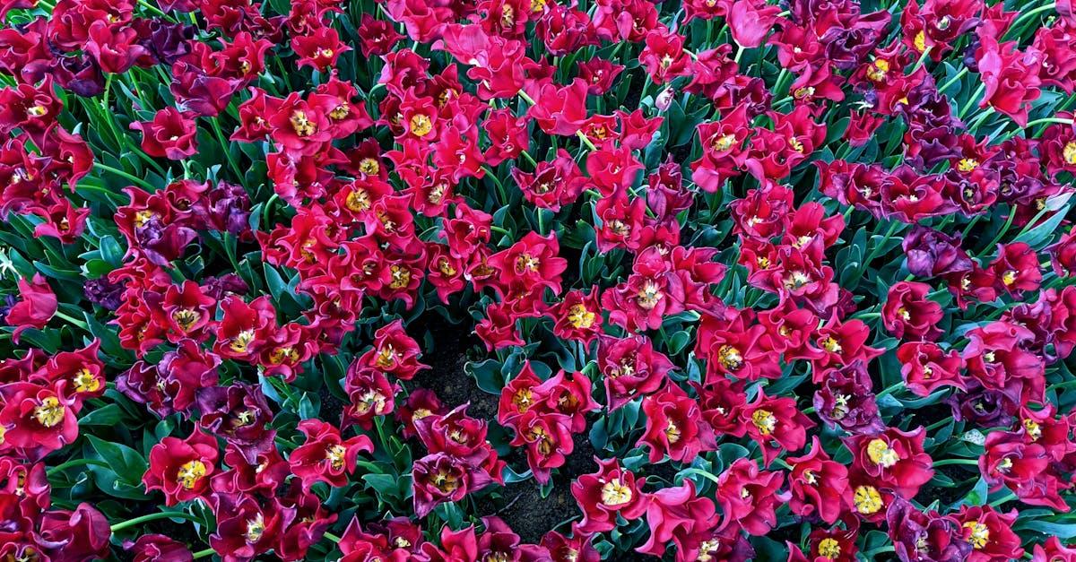 découvrez le festival des tulipes d'istanbul, un événement coloré qui célèbre la beauté des tulipes au cœur de cette magnifique ville. profitez des jardins en fleurs, des activités culturelles et des spectacles envoûtants tout au long de ce festival printanier, qui attire des visiteurs du monde entier.