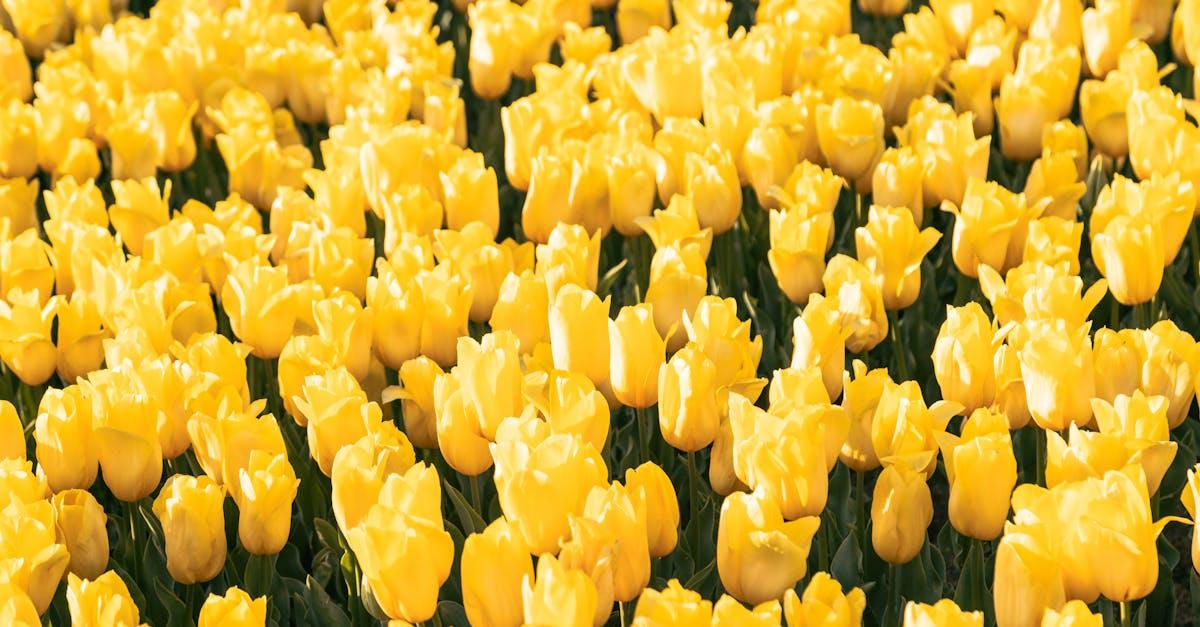 découvrez le festival des tulipes d'istanbul, un événement spectaculaire célébrant la beauté des fleurs avec des milliers de tulipes colorées éparpillées à travers la ville. profitez d'activités culturelles, de spectacles et de l'ambiance festive tout en admirant les superbes paysages printaniers d'istanbul.