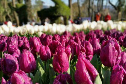 découvrez la beauté éclatante du festival des tulipes d'istanbul, un événement annuel célébrant la floraison spectaculaire de millions de tulipes dans les parcs et jardins de la ville. plongez dans une ambiance colorée, participez à des activités culturelles et admirez les œuvres florales artistiques, le tout dans un cadre enchanteur au cœur de la turquie.