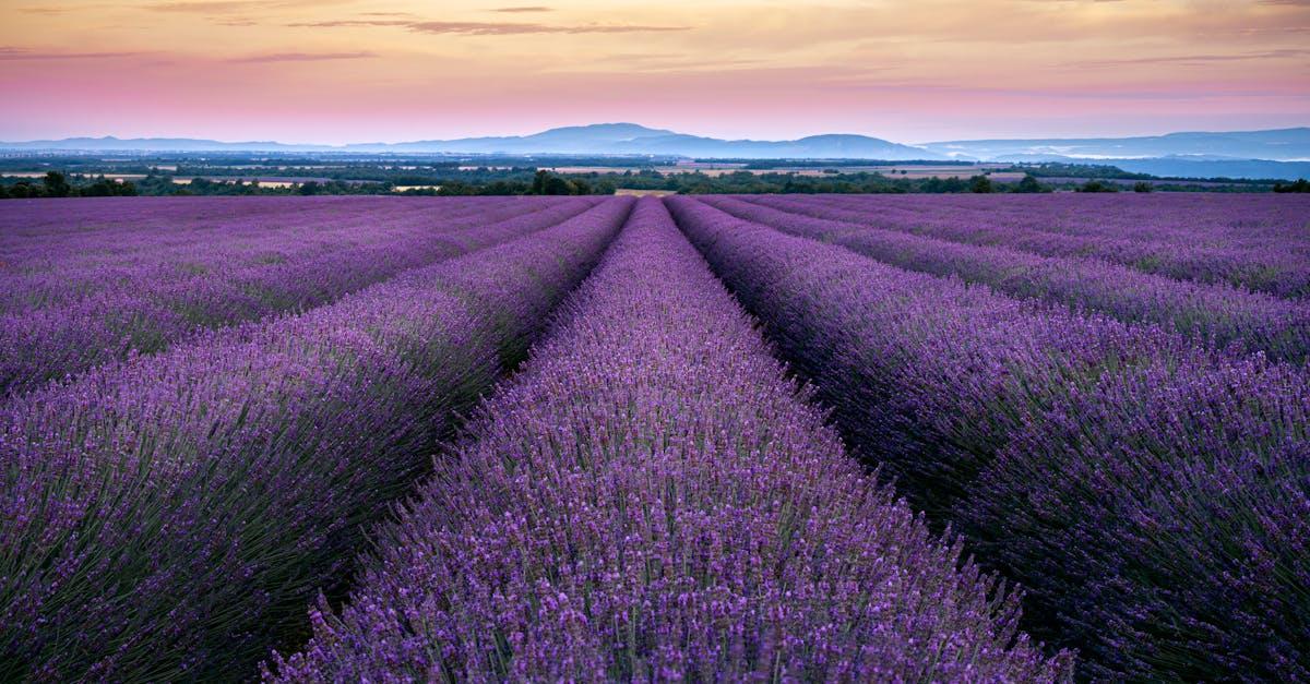 découvrez la beauté apaisante des champs de lavande, où des vagues de fleurs violettes s'étendent à perte de vue. parfait pour une escapade revitalisante, ces paysages enchanteurs sont un véritable havre de paix, offrant une expérience sensorielle unique entre parfum et couleurs éclatantes.
