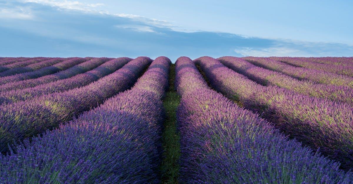 découvrez la beauté des champs de lavande, où des vagues de fleurs violettes s'étendent à perte de vue. plongez dans un univers apaisant et enivrant grâce à leurs parfums envoûtants, idéal pour une escapade romantique ou un moment de détente. explorez les secrets de ces paysages pittoresques et laissez-vous séduire par la magie des lavandes.