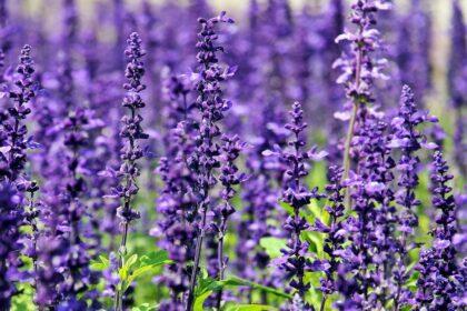 découvrez les champs de lavande, un paysage enchanteur aux teintes violettes et au parfum enivrant. parfait pour une échappée belle en pleine nature, ces champs offrent une expérience apaisante et visuellement spectaculaire, idéale pour les amoureux de la photographie et les amateurs de bien-être.