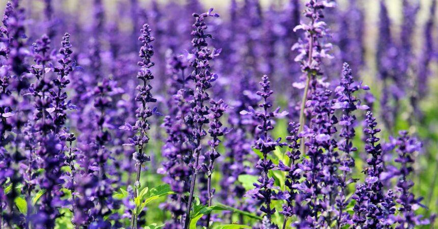 découvrez les champs de lavande, un paysage enchanteur aux teintes violettes et au parfum enivrant. parfait pour une échappée belle en pleine nature, ces champs offrent une expérience apaisante et visuellement spectaculaire, idéale pour les amoureux de la photographie et les amateurs de bien-être.