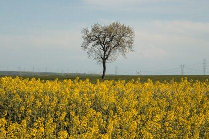 découvrez la thrace, une région fascinante aux croisements de l'histoire et de la culture, riche en paysages magnifiques, vestiges antiques et traditions vivantes. plongez dans l'héritage des thraces et explorez ses villes pittoresques et ses trésors cachés.