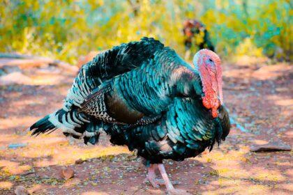 découvrez la turquie, un pays aux paysages époustouflants, riches en histoire et culture. explorez ses villes vibrantes, sa délicieuse cuisine et ses magnifiques sites touristiques. parfait pour vos prochaines vacances!