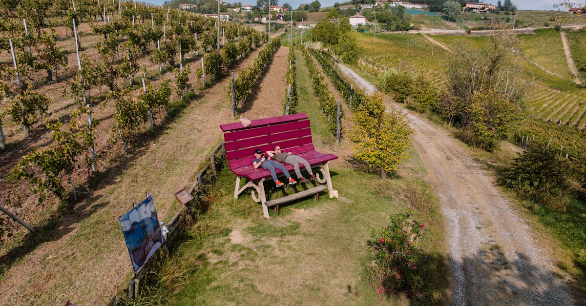 découvrez l'art de la vinification à travers des visites de vignobles inoubliables. explorez les coulisses des meilleures caves, dégustez des vins exquis et apprenez-en davantage sur les techniques de production. une expérience immersive pour les amateurs de vin et les curieux !