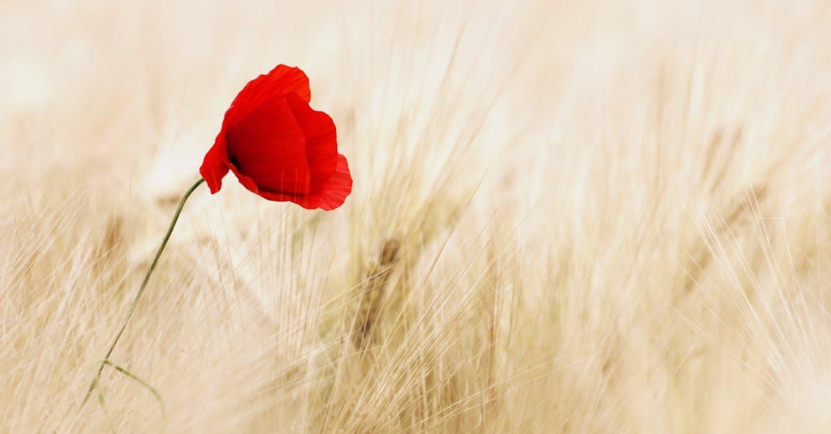 découvrez l'histoire des anzac, un acronyme symbolisant l'engagement des soldats australiens et néo-zélandais lors de la première guerre mondiale. plongez dans les récits de courage, de sacrifice et de camaraderie qui ont marqué leur mémoire collective.