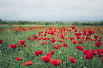 découvrez l'histoire fascinante des anzac, les forces australiennes et néo-zélandaises qui ont combattu ensemble pendant la première guerre mondiale. apprenez comment leur bravoure et leur esprit d'équipe ont marqué les mémoires et continuent d'influencer le patriotisme moderne en australie et en nouvelle-zélande.