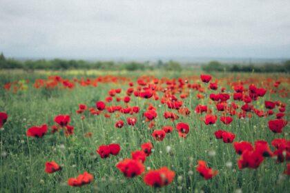 découvrez l'histoire fascinante des anzac, les forces australiennes et néo-zélandaises qui ont combattu ensemble pendant la première guerre mondiale. apprenez comment leur bravoure et leur esprit d'équipe ont marqué les mémoires et continuent d'influencer le patriotisme moderne en australie et en nouvelle-zélande.