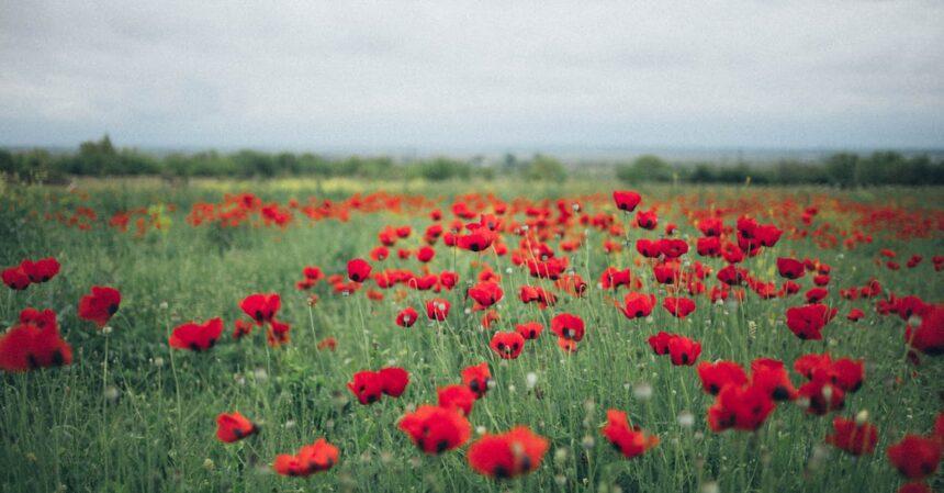 découvrez l'histoire fascinante des anzac, les forces australiennes et néo-zélandaises qui ont combattu ensemble pendant la première guerre mondiale. apprenez comment leur bravoure et leur esprit d'équipe ont marqué les mémoires et continuent d'influencer le patriotisme moderne en australie et en nouvelle-zélande.