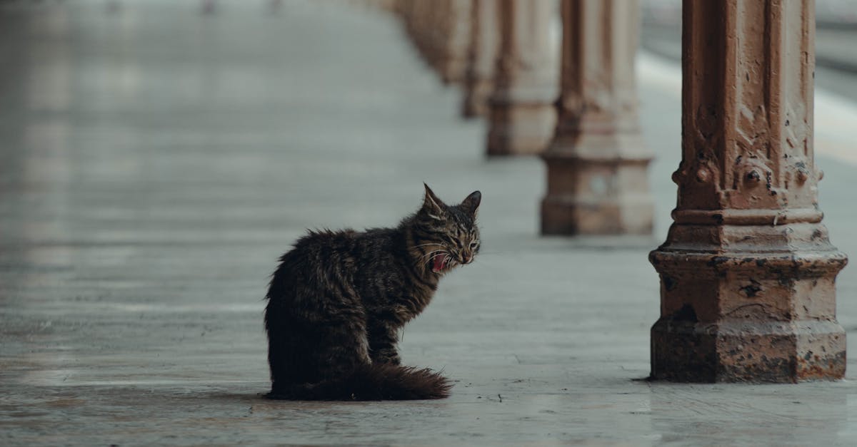 découvrez beyoğlu, un quartier vibrant d'istanbul où culture, histoire et modernité se rencontrent. flânez le long de ses rues animées, explorez ses boutiques uniques et savourez une délicieuse cuisine turque. une expérience inoubliable vous attend dans ce joyau de la ville.