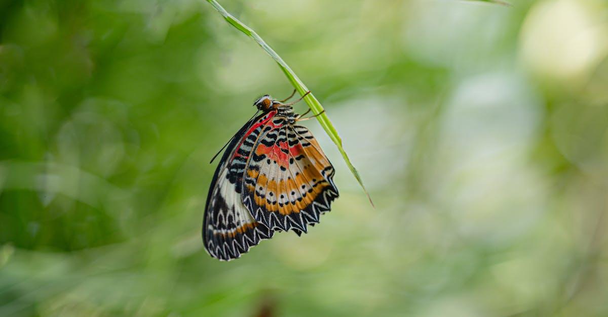 découvrez la vallée des papillons, un véritable écrin de nature où des milliers de papillons colorés embellissent le paysage. partez à l'aventure dans ce sanctuaire naturel unique, idéal pour les passionnés de randonnée et les amoureux de la biodiversité.