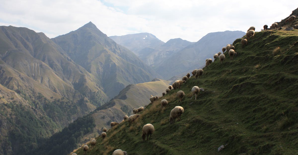 découvrez la vallée d'ihlara, un trésor naturel en turquie, célèbre pour ses paysages époustouflants, ses formations rocheuses uniques et ses églises troglodytes. explorez ce havre de paix idéal pour la randonnée et l'aventure en pleine nature.