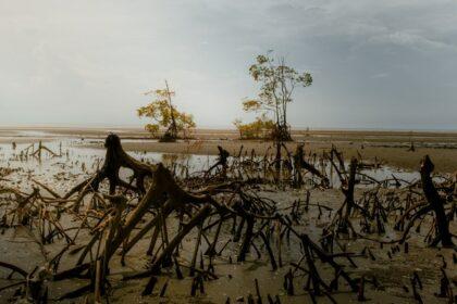 découvrez le monde chamanique de payas, un voyage spirituel au cœur des traditions ancestrales. explorez les rituels, les enseignements et les bienfaits de cette pratique ancienne pour un épanouissement personnel et un mieux-être durable.