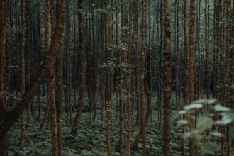 découvrez artvin, une perle cachée de la turquie, réputée pour ses paysages époustouflants, ses forêts luxuriantes et sa culture riche. explorez ses montagnes majestueuses, ses rivières cristallines, et laissez-vous séduire par l'hospitalité chaleureuse de ses habitants.