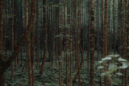 découvrez artvin, une perle cachée de la turquie, réputée pour ses paysages époustouflants, ses forêts luxuriantes et sa culture riche. explorez ses montagnes majestueuses, ses rivières cristallines, et laissez-vous séduire par l'hospitalité chaleureuse de ses habitants.